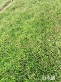 高度25厘米青绿苔草