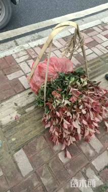 高度40厘米红叶石楠小苗