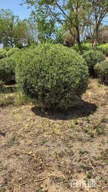 冠幅150厘米卫矛球