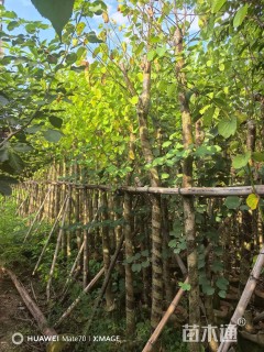 高度320厘米紫荆