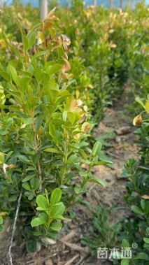 高度35厘米小叶黄杨