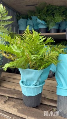 高度50厘米彩虹蕨