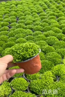 高度5厘米翠云草