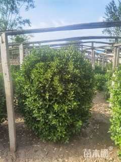 冠幅100厘米大叶黄杨球