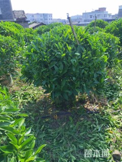 高度110厘米非洲茉莉