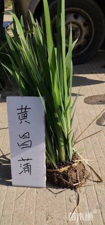 黄菖蒲