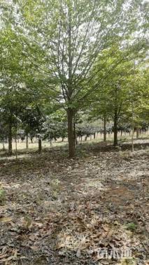 18公分乐昌含笑