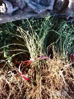 高度70厘米迎春花