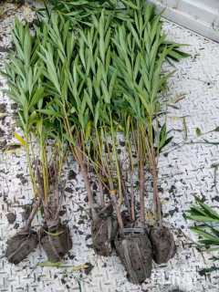 高度100厘米夹竹桃