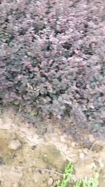 高度25厘米红花继木