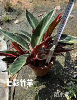 高度25厘米七彩竹芋