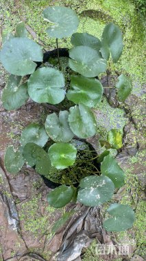 高度10厘米睡莲