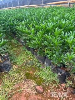 高度23厘米黄金菊