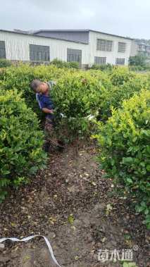 冠幅100厘米金森女贞球