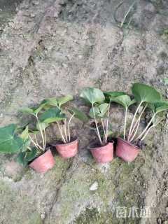 高度15厘米大吴风草