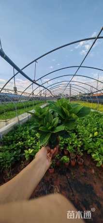 高度30厘米八仙花