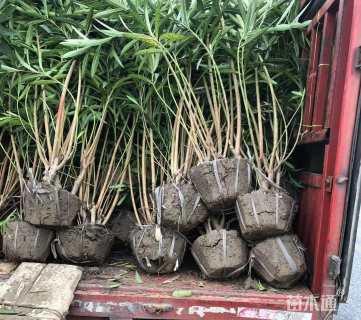 高度200厘米夹竹桃