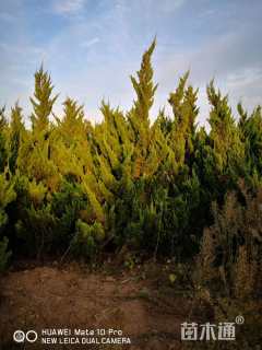 高度180厘米龙柏