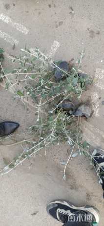 高度50厘米灌从石蚕