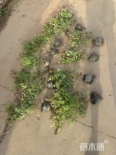 高度40厘米南天竹