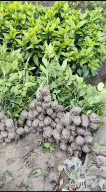 高度50厘米洒金珊瑚