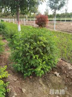 高度50厘米四季玫瑰