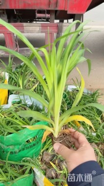 高度15厘米金娃娃萱草