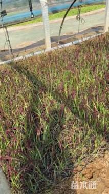 高度25厘米日本血草