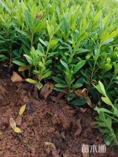 高度15厘米杜鹃