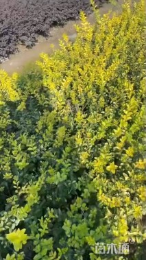 高度50厘米金叶女贞