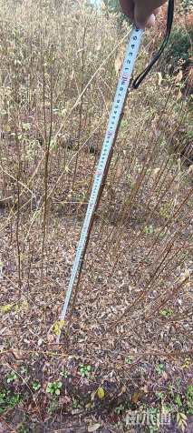 高度150厘米鸡脚连