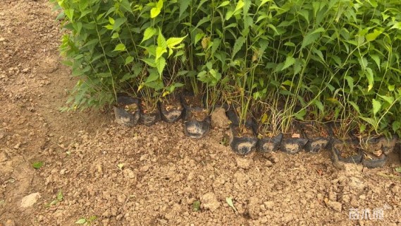 高度40厘米棣棠