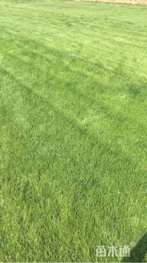 草毯状草皮