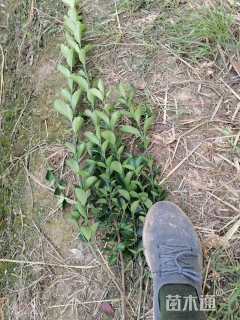 高度45厘米大叶黄杨小苗