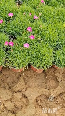 高度20厘米欧石竹