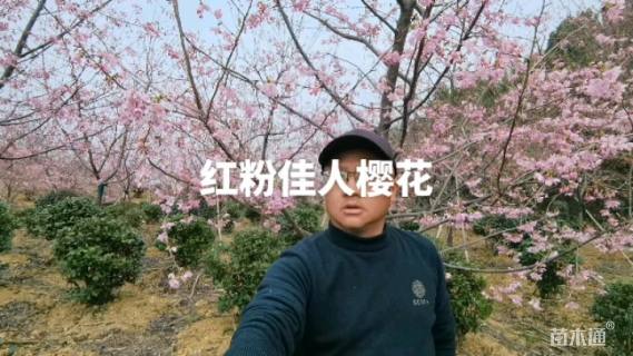 12公分红粉佳人樱