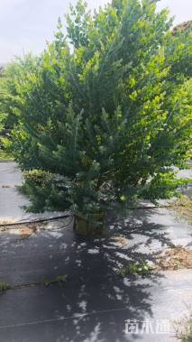 高度150厘米银叶金合欢