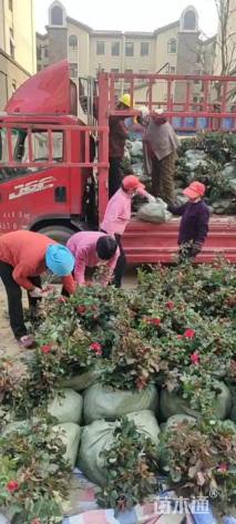 高度50厘米月季