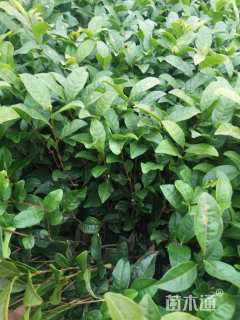 高度30厘米茶树