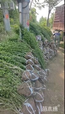 高度220厘米丛生木槿