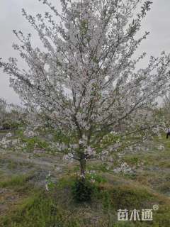 14公分染井吉野樱花