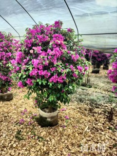 冠幅120厘米三角梅球