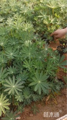 高度30厘米羽扇豆