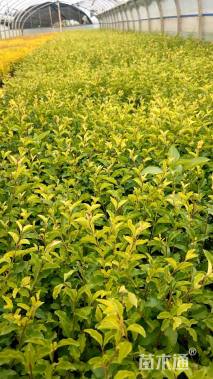 高度20厘米金禾女贞