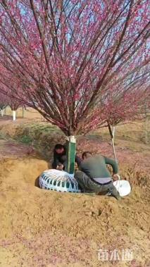 高度300厘米蜡梅