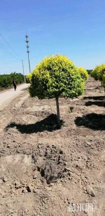 冠幅200厘米金叶榆球