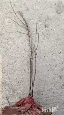 高度45厘米伞房决明