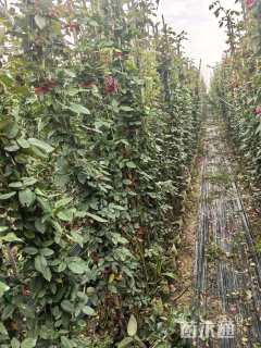 150厘米藤本月季