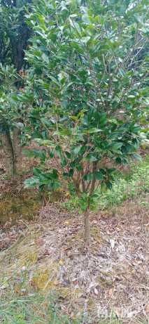 高度120厘米茶花