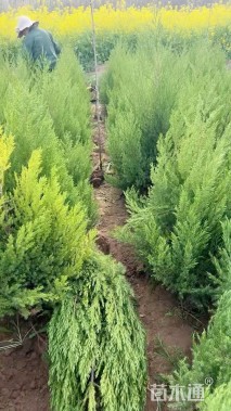 高度80厘米刺柏